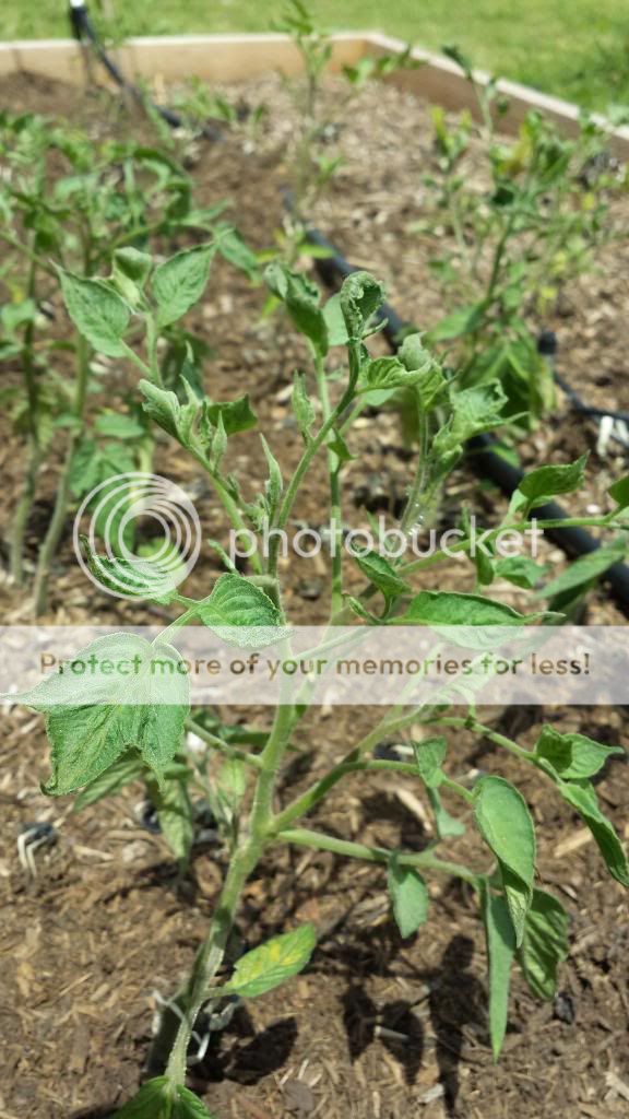  photo 2014-05-22144004_zps82d2131e.jpg