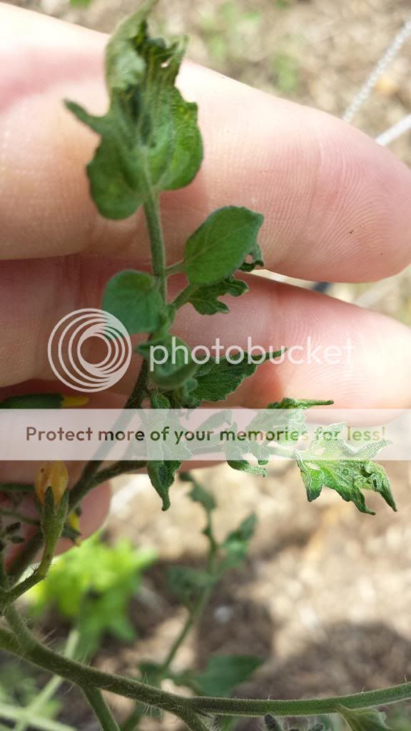  photo 2014-05-22144432_zpscd888747.jpg