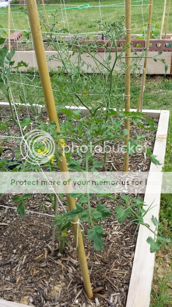  photo 2014-05-22144541_zpscf74f74b.jpg