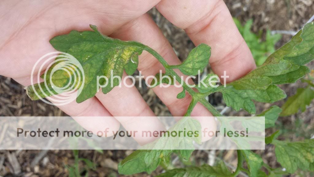  photo 2014-05-22144659_zpsda2e5379.jpg