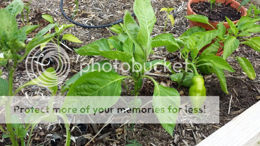  photo 2014-05-22144748_zps66da6de1.jpg