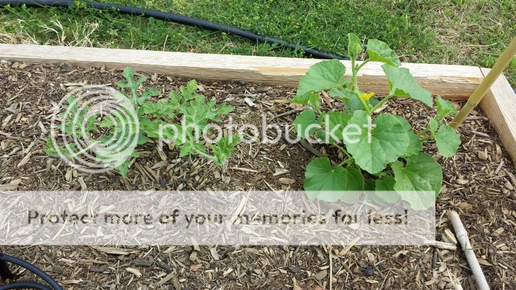  photo 2014-05-22144835_zps21aa4829.jpg