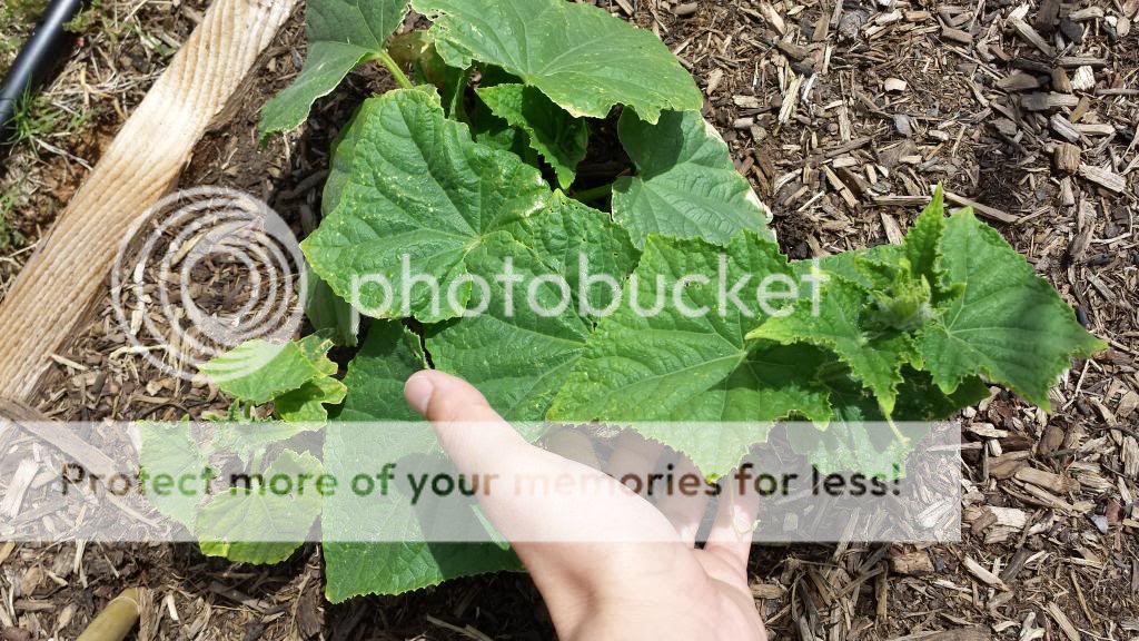  photo 2014-05-22144910_zpsce12616f.jpg